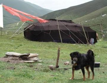Tibet Mastiff, Tibetdogge, Do Khyi, Dokhyi